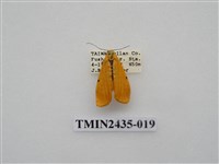 藏品(緣點苔蛾)的圖片